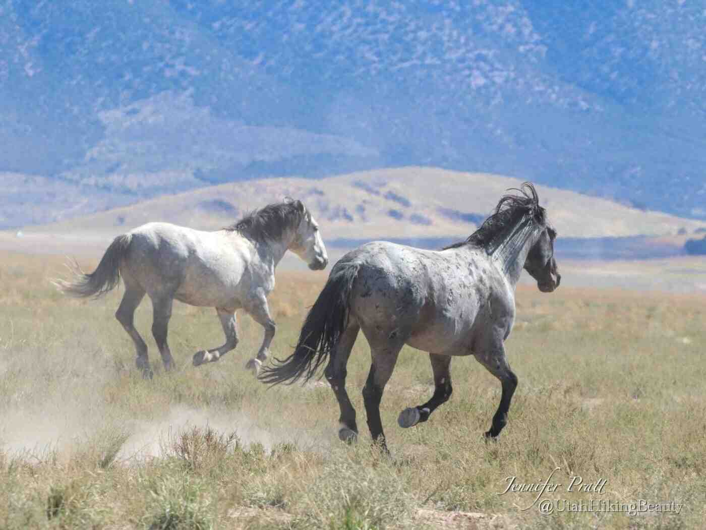 Wild Horses In Utah