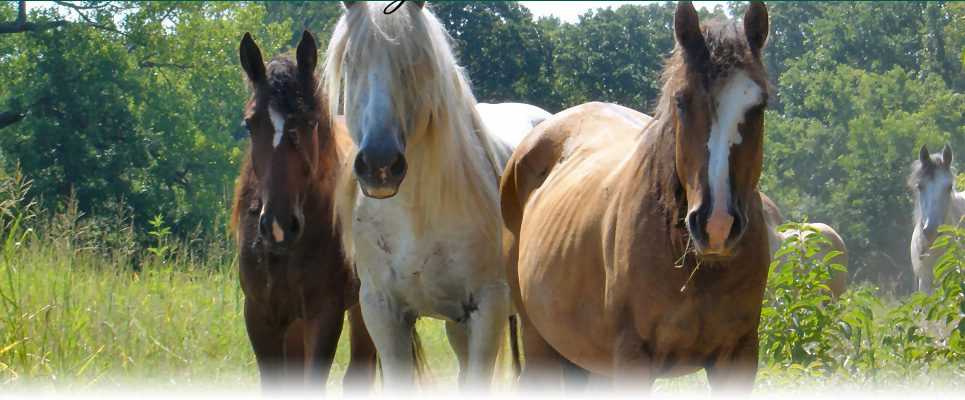 Horses in a grass field in St George utah